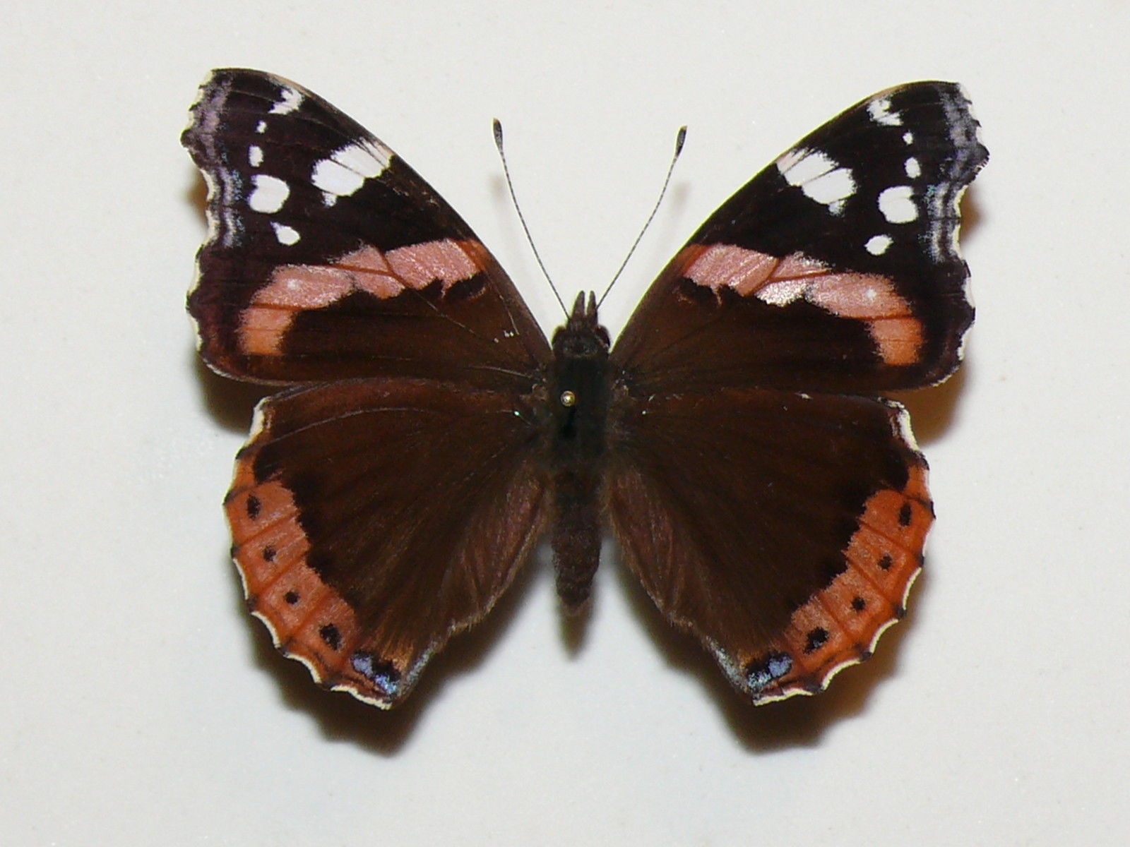 Vanessa atalanta (color aberration) [Internet image property of respective owner, non commercial use only]